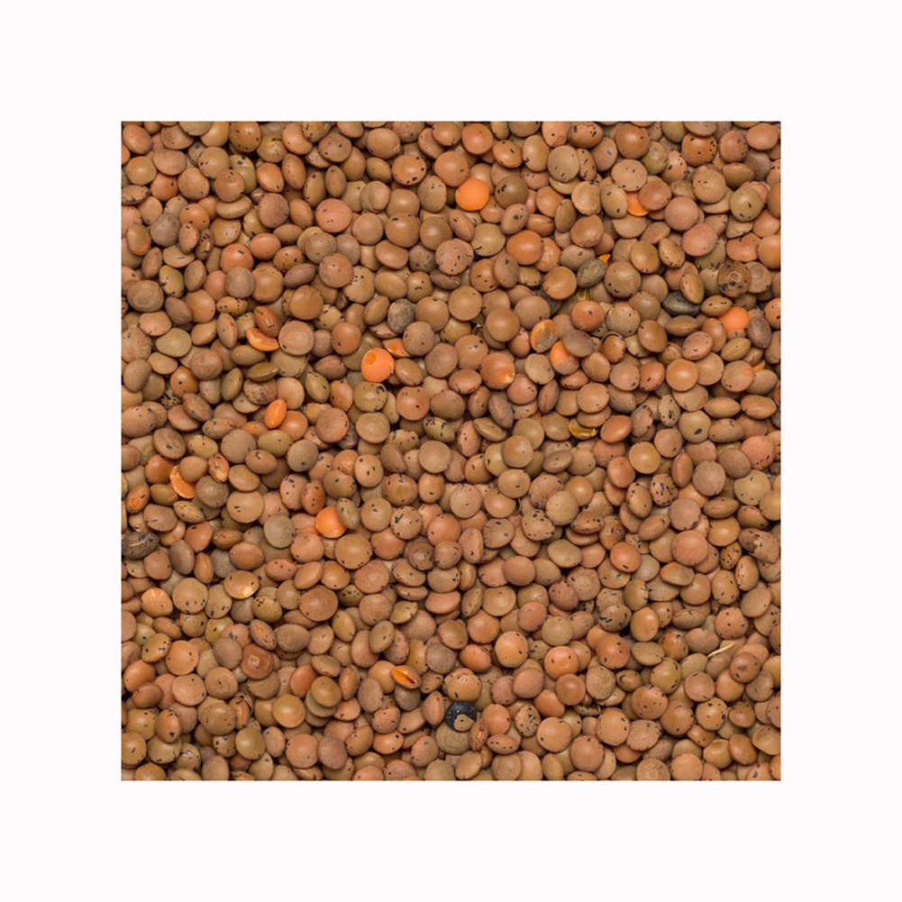 Pigeon Pea Split Too Dal Yellow Split Lentils Yellow toor dal yellow lentils