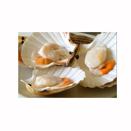 High quality nest mussels clams oyster blue mussel scallop clams good low price seafood