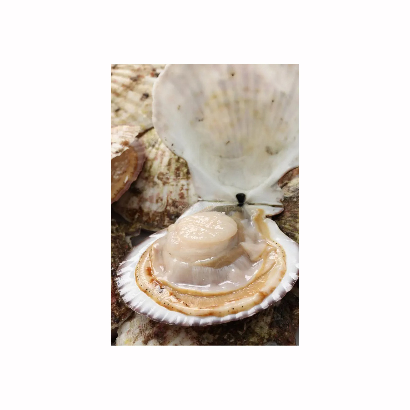 High quality nest mussels clams oyster blue mussel scallop clams good low price seafood