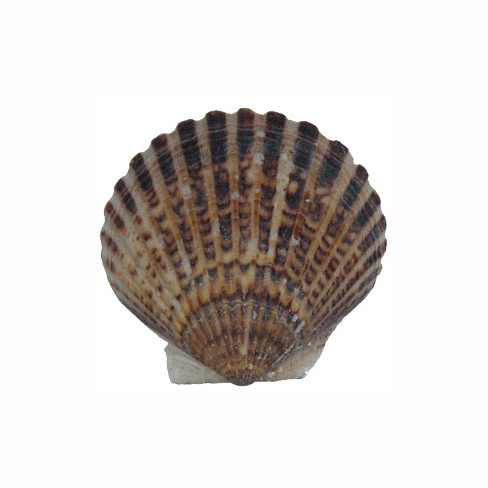 High quality nest mussels clams oyster blue mussel scallop clams good low price seafood