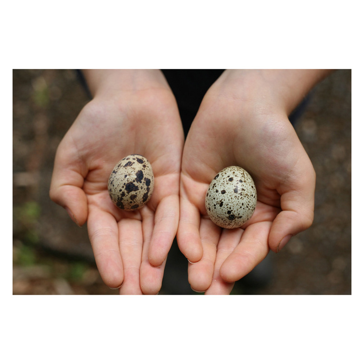 Quail egg feeding factory supply Weight of 425g 850g 3kg salted quail eggs canned quail eggs in brine water export for sale