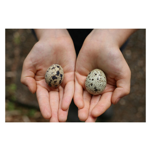 Quail egg feeding factory supply Weight of 425g 850g 3kg salted quail eggs canned quail eggs in brine water export for sale