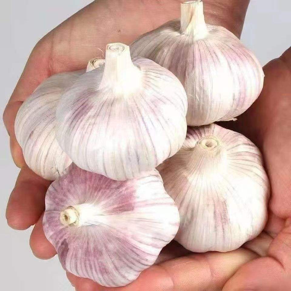 Cheap Wholesale huaran high quality new crop fresh garlic original supplier full dried goods wholesale price garlic in stock