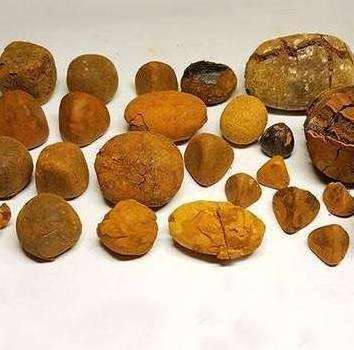 Top Sale Ox Gallstones Cattle Gallstones Cow Gallstones