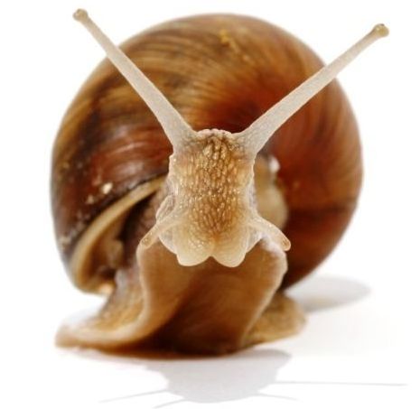 Cheap price arrival Fresh African Giant Snails/Processed Frozen Dried & Alive Snails