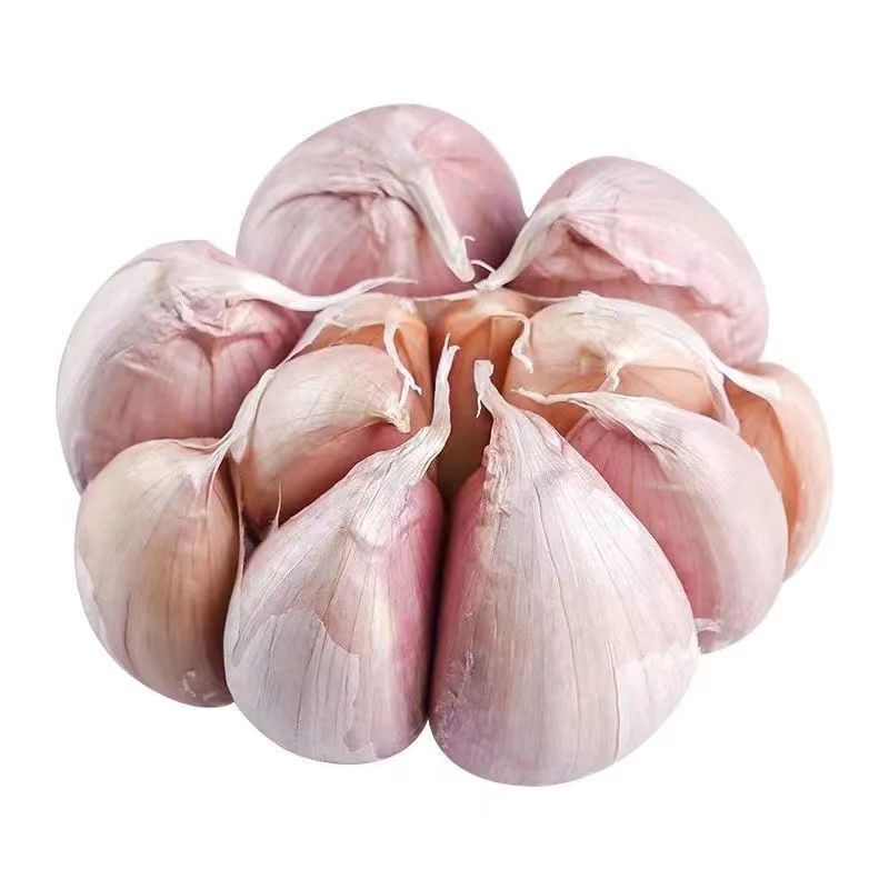 Best Quality new crop fresh garlic original supplier full dried goods wholesale price garlic in stock