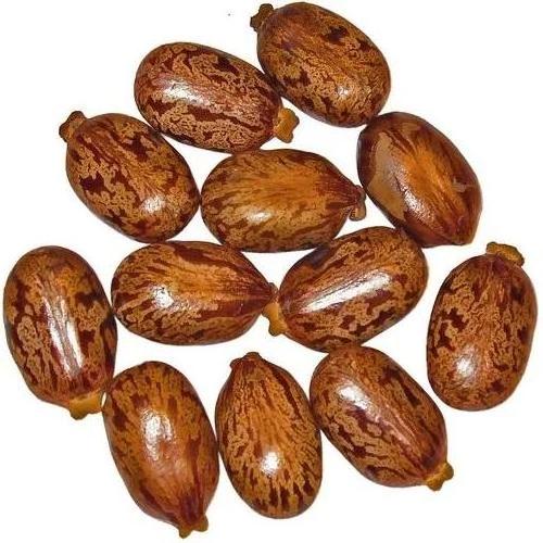 Castor Seeds 100% Natural And High Quality Dried Ricinus Communis Seeds Exporter From India