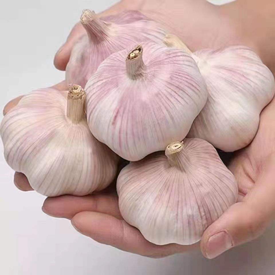 2024 huaran high quality new crop fresh garlic original supplier full dried goods wholesale price garlic