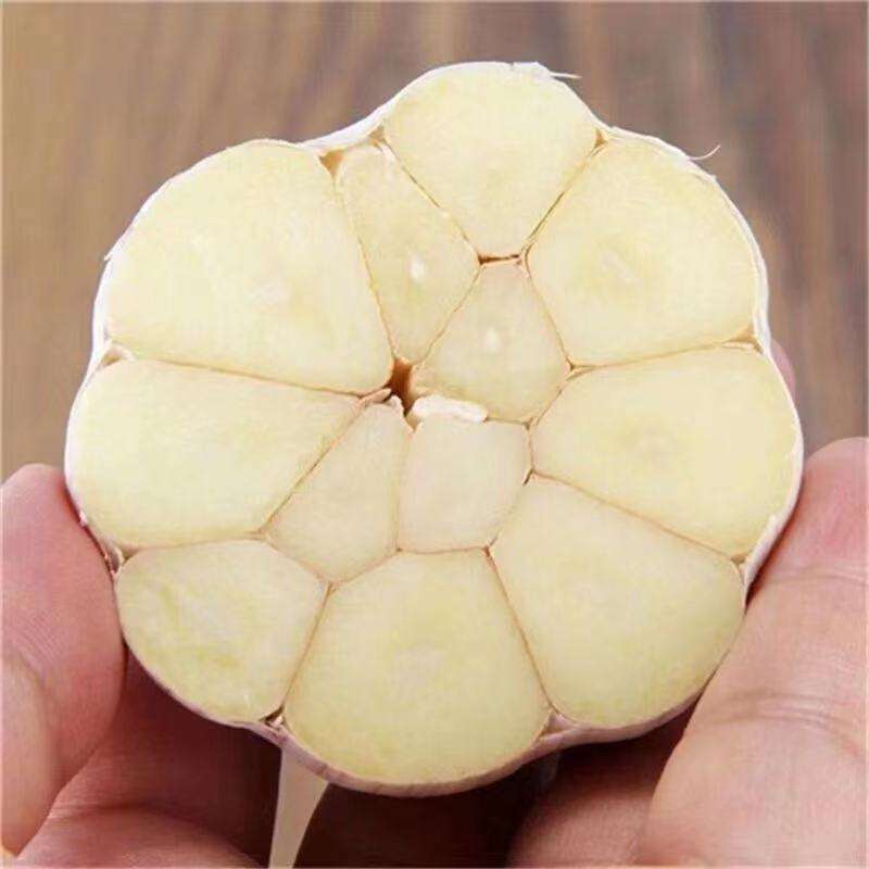 2024 huaran high quality new crop fresh garlic original supplier full dried goods wholesale price garlic