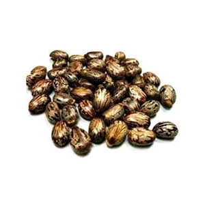 Castor Seeds 100% Natural And High Quality Dried Ricinus Communis Seeds Exporter From India