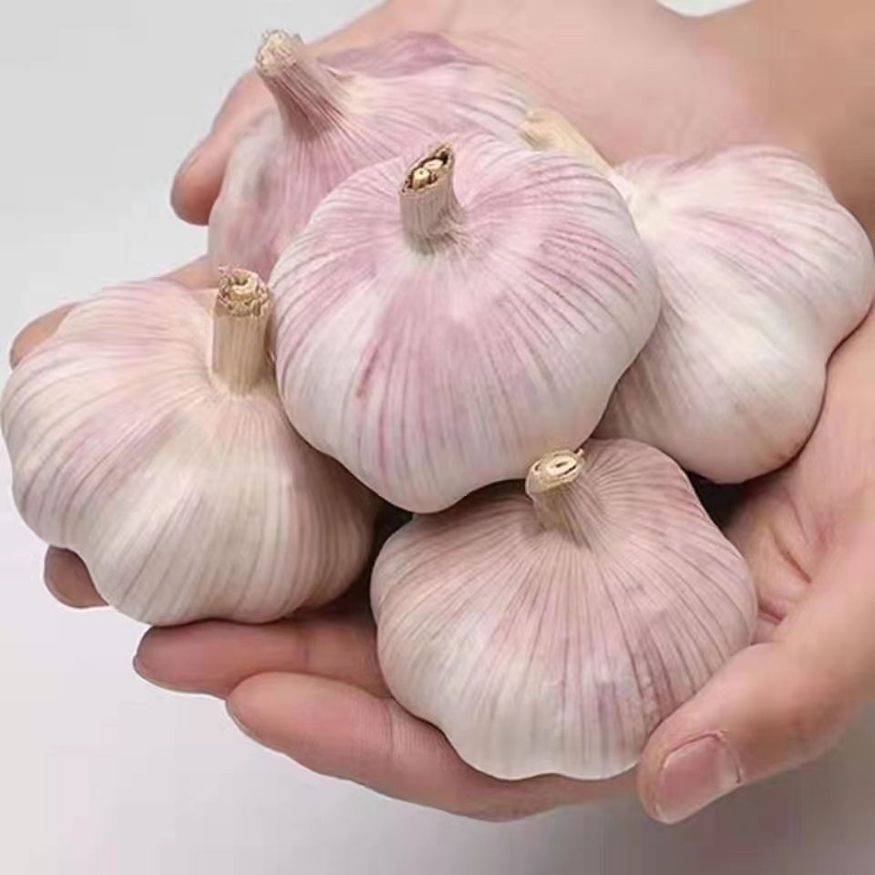 Best Quality new crop fresh garlic original supplier full dried goods wholesale price garlic in stock