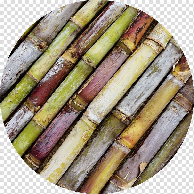 Vietnam frozen sugar cane 100% natural with best price MARY