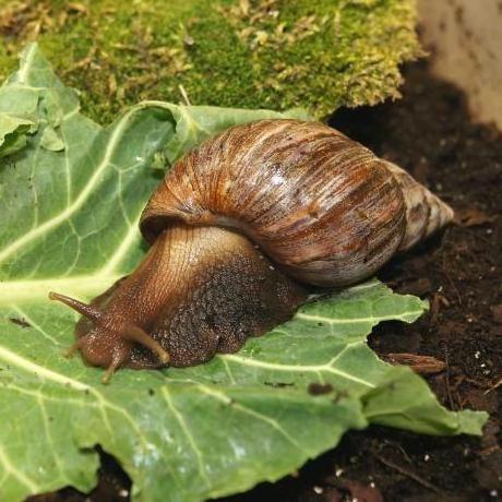 Cheap price arrival Fresh African Giant Snails/Processed Frozen Dried & Alive Snails