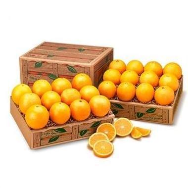 2024 Best Selling And High Premium Fresh Valencia Oranges Fresh 100% Natural Pure Healthy Valencia Orange From Egypt For Sale