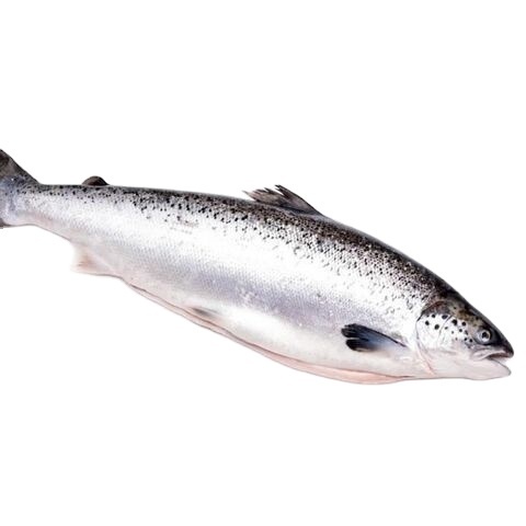 Frozen Fresh Fish Pink Salmon Fillet Prices Whole, Wholesales Salmon Exporters From Norway