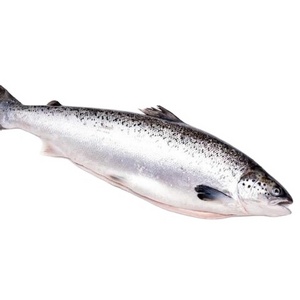 Frozen Fresh Fish Pink Salmon Fillet Prices Whole, Wholesales Salmon Exporters From Norway