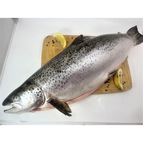 Frozen Fresh Fish Pink Salmon Fillet Prices Whole, Wholesales Salmon Exporters From Norway