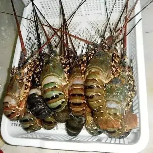 Premium Seafood Fresh and Frozen Lobster, Lobster Tails For Sale/Live Lobsters/live Spiny Lobsters