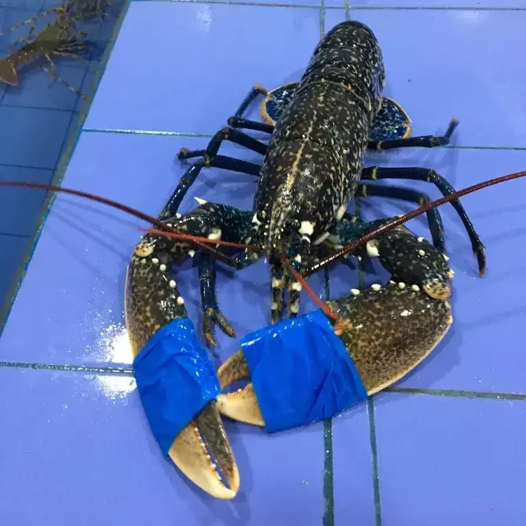 Premium Seafood Fresh and Frozen Lobster, Lobster Tails For Sale/Live Lobsters/live Spiny Lobsters