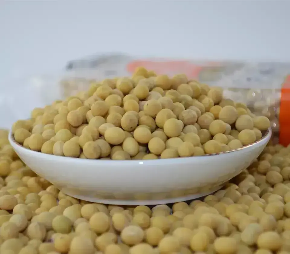 Good Quality NON GMO Soya Beans for Sale Yellow Soybeans/ Bulk Supply Soybeans For Soybean Meal New Product Non Gmo