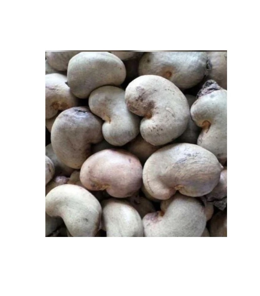 Best Price High-Quality Raw Cashew Nuts Salted Roasted Cashew Full Organic Guaranteed Superior Quality