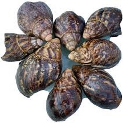 Fresh  Frozen Sweet Snail Highly Nutritional