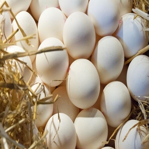 Farm Fresh Chicken Table Eggs Brown and White Shell for in Canada, Europe and USA and African market