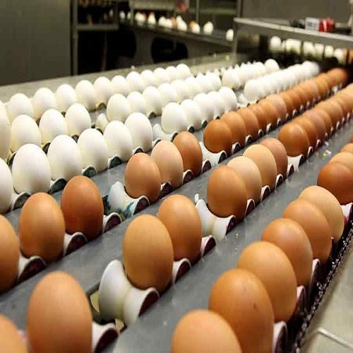 Farm Fresh Chicken Table Eggs Brown and White Shell for in Canada, Europe and USA and African market