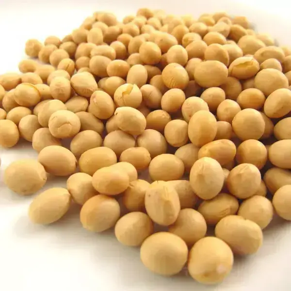 Good Quality NON GMO Soya Beans for Sale Yellow Soybeans/ Bulk Supply Soybeans For Soybean Meal New Product Non Gmo