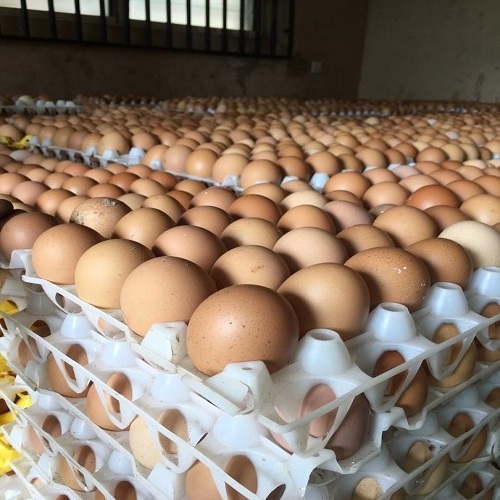 Farm Fresh Chicken Table Eggs Brown and White Shell for in Canada, Europe and USA and African market