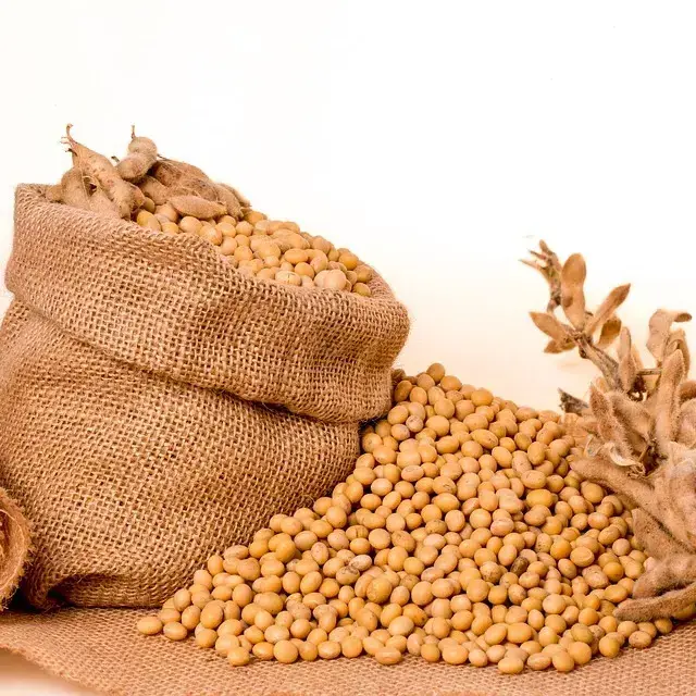 Good Quality NON GMO Soya Beans for Sale Yellow Soybeans/ Bulk Supply Soybeans For Soybean Meal New Product Non Gmo