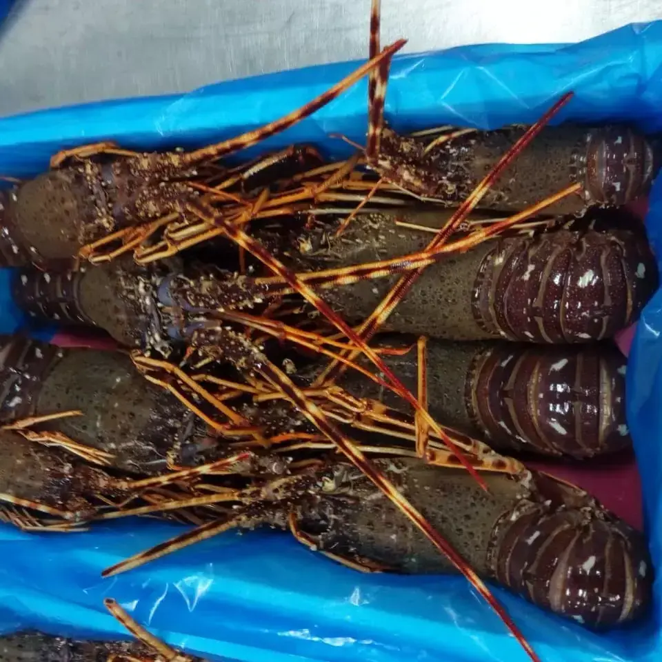 Premium Seafood Fresh and Frozen Lobster, Lobster Tails For Sale/Live Lobsters/live Spiny Lobsters