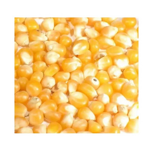 In Stock Factory Wholesale Price Superior Quality Best Selling Natural Yellow Color Fresh Sweet Corn For Sale