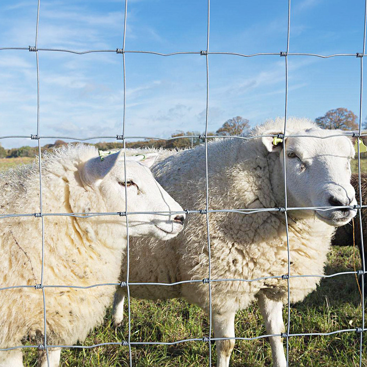 thailand field fence price 9holes 3ft 5ft philippines galvanized hog wire 4ft 30yard