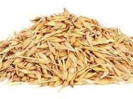 Avena Sativa Extract powder Oat Beta Glucan Oat Extract 70% 80%90% Oats Beta Glucan best quality  supply from india