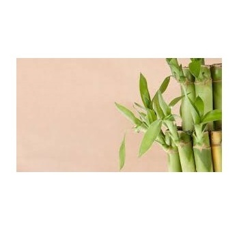 High quality bamboo leaf extract 70% silica powder Light bamboo leaf extract silica