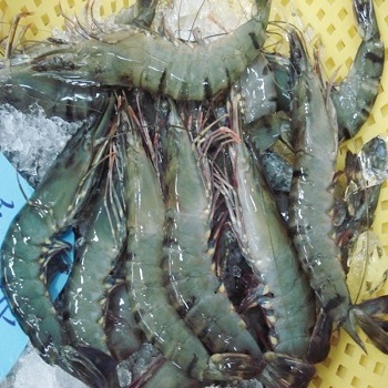 Direct Supply Sweet Frozen Fresh Shrimp/seafood/black Shrimp Tiger Prawn Frozen Shrimp Price