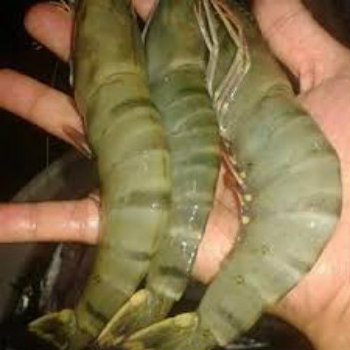 Direct Supply Sweet Frozen Fresh Shrimp/seafood/black Shrimp Tiger Prawn Frozen Shrimp Price