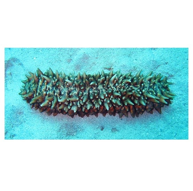 Cheapest Price sea cucumber Available Here For selling