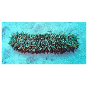 Cheapest Price sea cucumber Available Here For selling