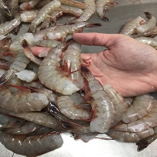 Direct Supply Sweet Frozen Fresh Shrimp/seafood/black Shrimp Tiger Prawn Frozen Shrimp Price