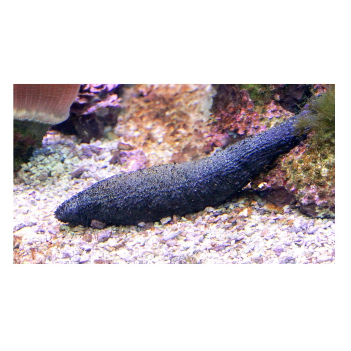 Cheapest Price sea cucumber Available Here For selling