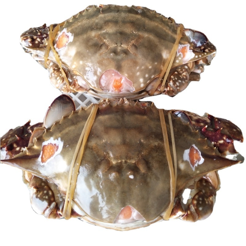 Blue Swimming Crabs/crabs Seafood Export Price/Frozen Cut Blue Swimming Crab With Roe Best price