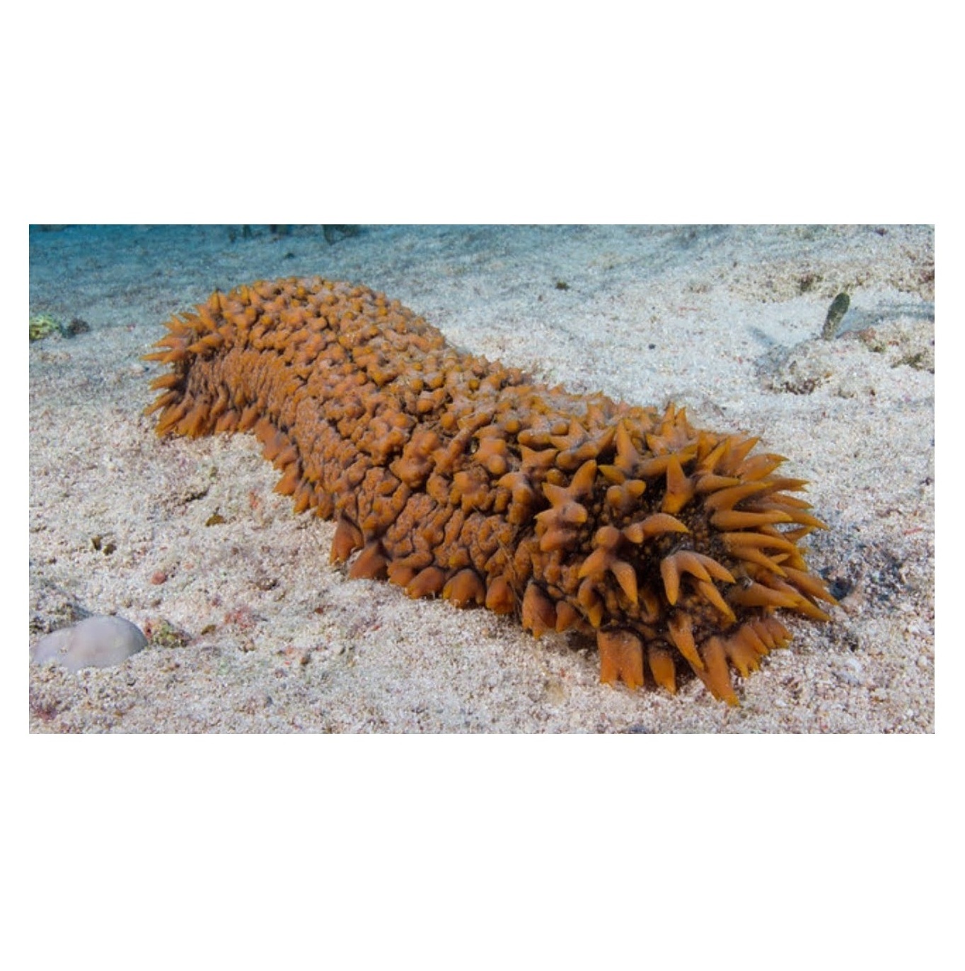 Cheapest Price sea cucumber Available Here For selling