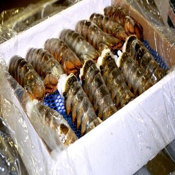 High Quality SPINY LOBSTER ALIVE Freezing Rock Lobster Raw