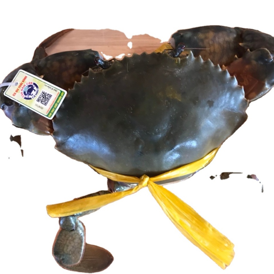 Live Mud Crabs / Frozen mud crab Seafood / Fresh crabs Wholesale price