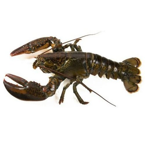 Fresh Quality Wholesale Frozen Lobster / Frozen Lobster Tails Fresh Live Lobster