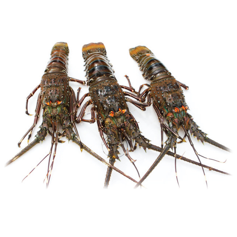 Fresh Quality Wholesale Frozen Lobster / Frozen Lobster Tails Fresh Live Lobster