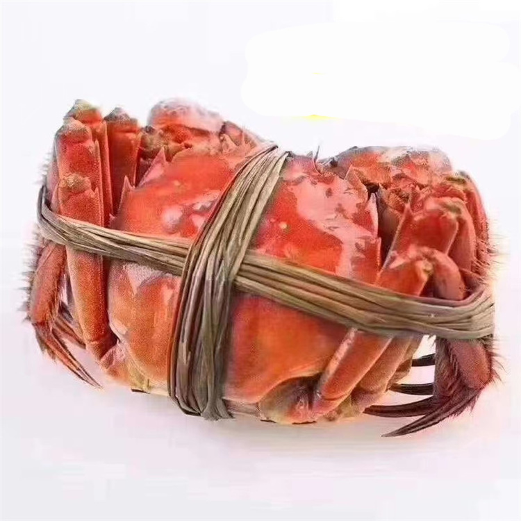 Live Mud Crabs / Frozen mud crab Seafood / Fresh crabs Wholesale price