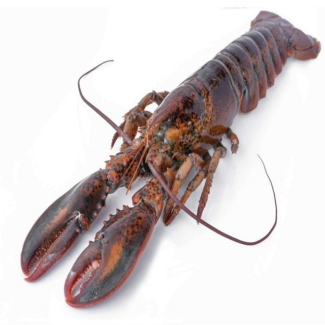 Fresh Quality Wholesale Frozen Lobster / Frozen Lobster Tails Fresh Live Lobster